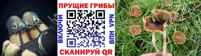 сколько стоит  Злынка  Галлюциногенные грибы Psilocybe 